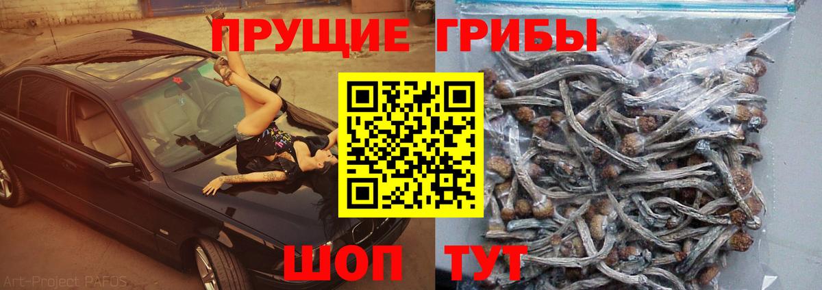 Псилоцибиновые грибы Psilocybine cubensis Симферополь